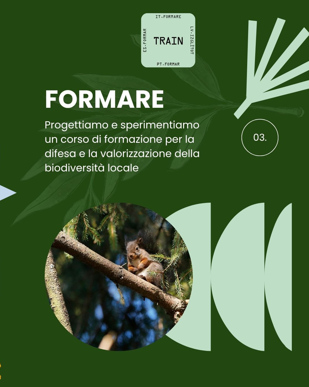 03. Formare: progettiamo e sperimentiamo un corso di formazione per la difesa e la valorizzazione della biodiversità locale. Foto di uno scoiattolo su un ramo di abete