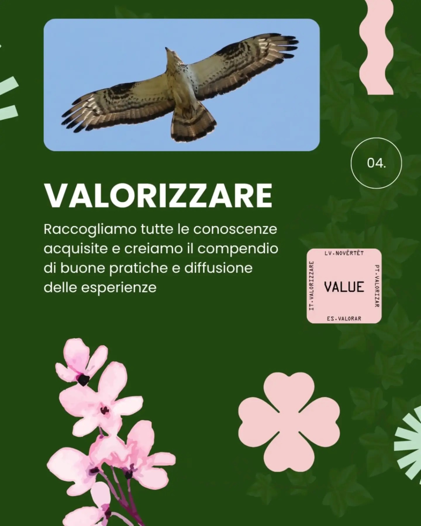04. Valorizzare: raccogliamo tutte le conoscenze acquisite e creiamo il compendio di buone pratiche e diffusione delle esperienze. Foto di un rapace in volo